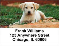 Yellow Lab Puppies Address Labels | LBDOG-72