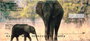 Elephants in the Wild Personal Checks