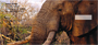 Elephants in the Wild Personal Checks