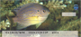 Assorted Fish by Wayne Brown Personal Checks