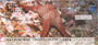 Sea Stars by Wayne Brown Personal Checks