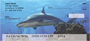 Sharks by Wayne Brown Personal Checks