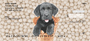 Gelato Pups Keith Kimberlin Personal Checks