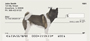 Akita Personal Checks