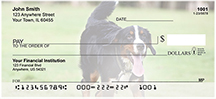 Bernese Mountain Dogs Personal Checks