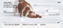 Brittany Spaniels Personal Checks