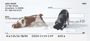 Brittany Spaniels Personal Checks