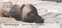 Bullmastiff Personal Checks