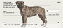 Bullmastiff Personal Checks