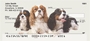 Cavilier Spaniels Personal Checks