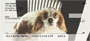 Cavilier Spaniels Personal Checks