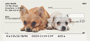 Chihuahuas Personal Checks