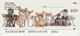 Chihuahuas Personal Checks