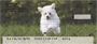 Mini Poodle Personal Checks