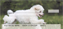 Mini Poodle Personal Checks