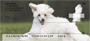 Mini Poodle Personal Checks