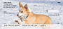 Pembroke Corgi Personal Checks