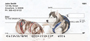 Siberian Husky Personal Checks