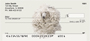 Standard Poodle Personal Checks