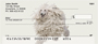 Standard Poodle Personal Checks