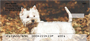 West Highland White Terrier Personal Checks