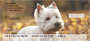 West Highland White Terrier Personal Checks