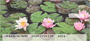 Beauty Within Lilies Personal Checks