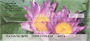Beauty Within Lilies Personal Checks