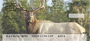 Elk Personal Checks