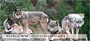 Wolves Personal Checks
