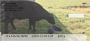 Bonding Baby Calves Personal Checks