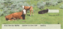 Bonding Baby Calves Personal Checks