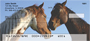 Equine Love Personal Checks