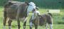 With Baby Calves Personal Checks