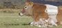 With Baby Calves Personal Checks