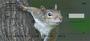 Squirrel Antics Personal Checks