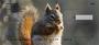 Squirrel Antics Personal Checks