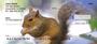 Squirrel Antics Personal Checks