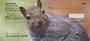 Squirrel Time Personal Checks