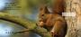 Squirrel Time Personal Checks