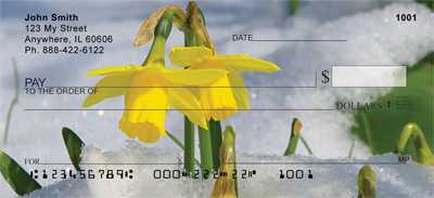 First Bloom Daffodils Checks