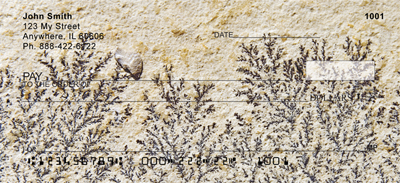 Fern Fossils