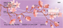 Oriental Sakura Blooms Personal Checks