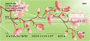 Oriental Sakura Blooms Personal Checks
