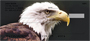 American Eagles Personal Checks