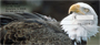 American Eagles Personal Checks