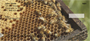 Honey Bees Personal Checks