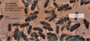 Honey Bees Personal Checks