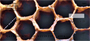 Honey Bees Personal Checks