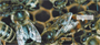 Honey Bees Personal Checks